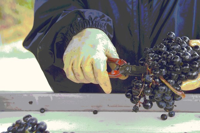 Bordeaux Wineries Visit With Tasting From San Sebastian - Good To Know