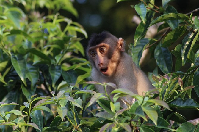 Borneo Wildlife Tour 2 Days 1 Night At Tanjung Bulat Jungle Camp Kinabatangan - Good To Know