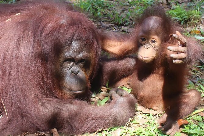 Bukit Merah Orang Utan and Penang City Private Tour - Good To Know