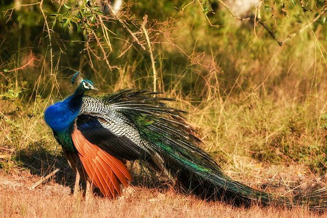 Bundala National Park Safari From Ahangama - Good To Know