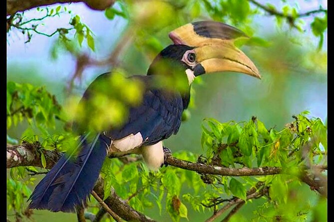Bundala National Park Safari From Beruwala - Good To Know