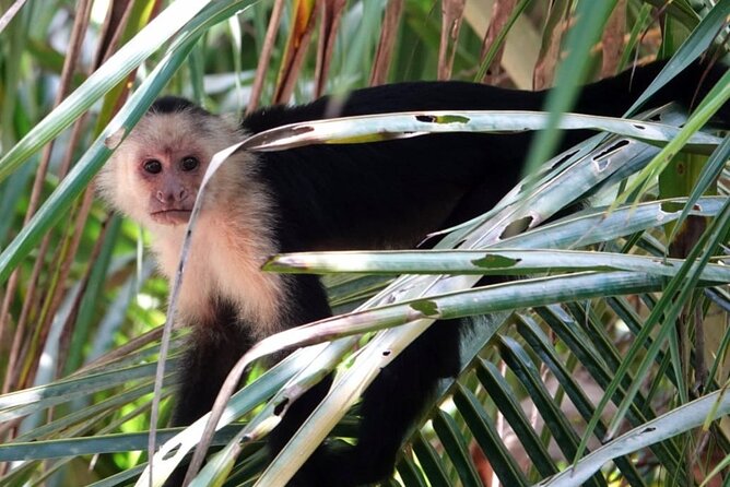 Cahuita National Park & Bribri Chocolate & Waterfall Visit. - Park Highlights & History