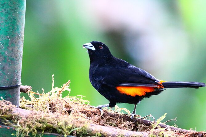 Cali: Bird Watching | Birding In The Jungle Of Cali - Good To Know