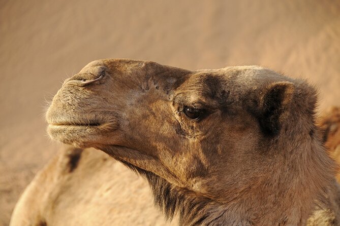 Camel Ride in Cappadocia