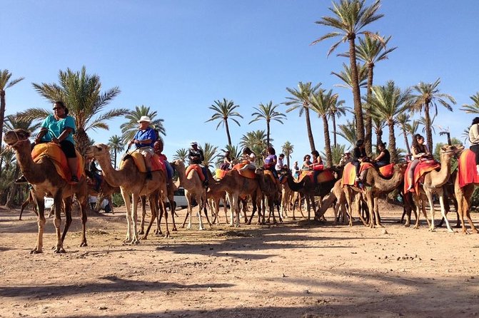 Camel Ride in Marrakech - Good To Know