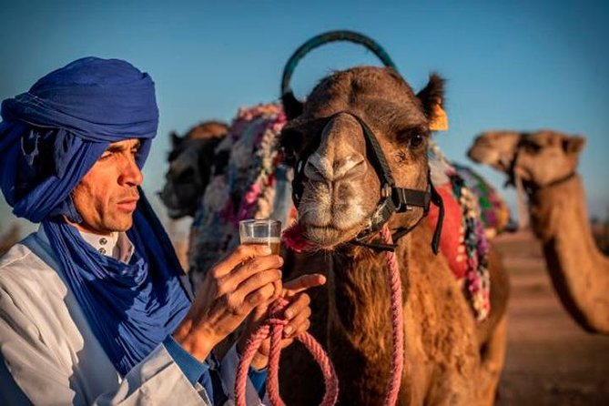 Camel Ride on the Agafay Désert - Good To Know