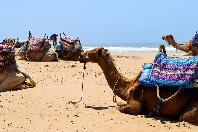 Camel Ride on the Beach of Essaouira - Good To Know