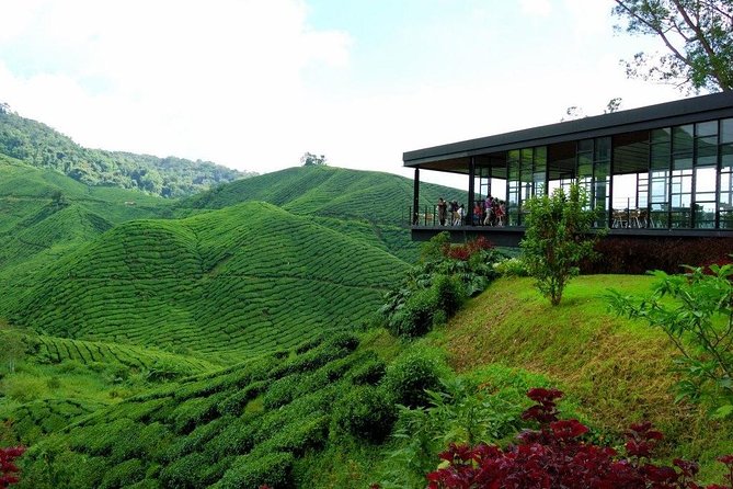 Cameron Highlands to Kuala Lumpur Airport Departure Transfer - Good To Know
