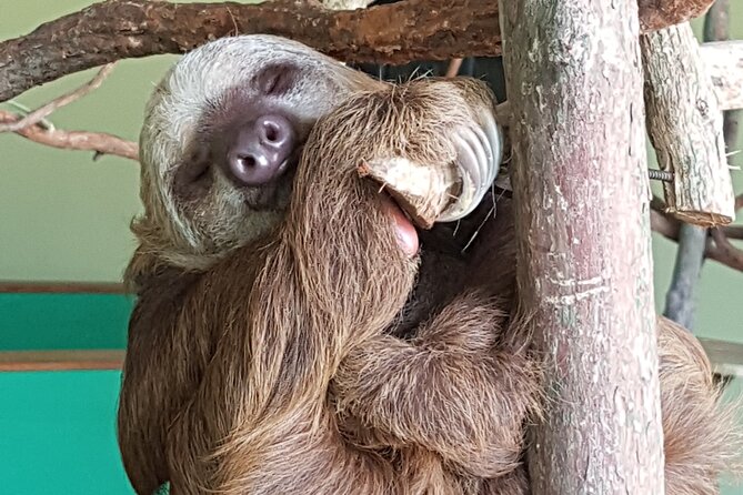 Canopy in Gamboa and Visit to the Sloth Sanctuary - Good To Know