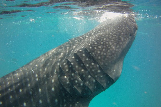 Cebu Oslob Swimming With the Whale Shark Vacation Package - Good To Know