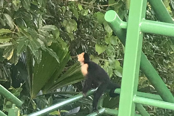 Cerro Tortuguero Tour (Aaron Tours) - Good To Know