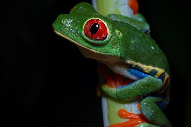 Chachagua Rainforest Night Walk Tour - Good To Know