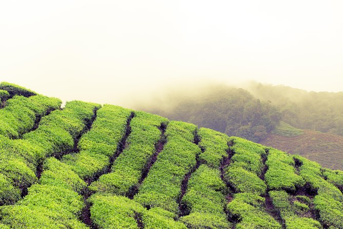 Chauffeur: Johor Bahru to Cameron Highlands Transfer [Car] - Good To Know