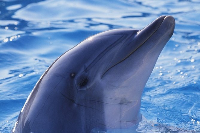 Cheap Trip: a Dolphin Trip in Hurghada