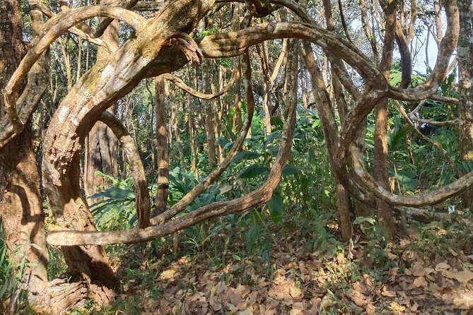 Chiangmai Sunrise Hike - Good To Know