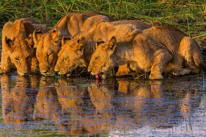 Chobe Day Trip From Victoria Falls, Zimbabwe - Good To Know