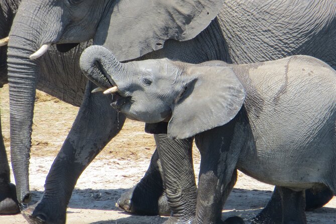 Chobe Full Day Safari Extended - Good To Know