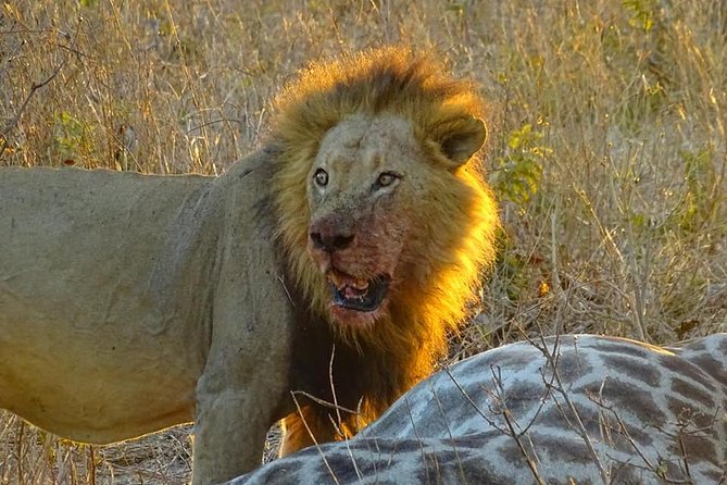 Chobe National Park Safari Day Trip From Vic Falls - Good To Know