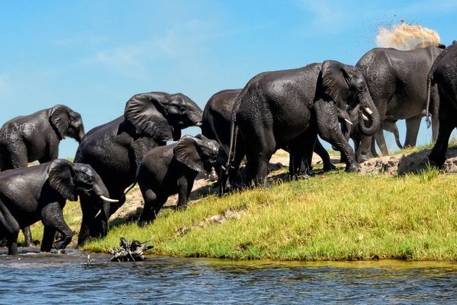 Chobe National Park Safari Day Trip - Good To Know
