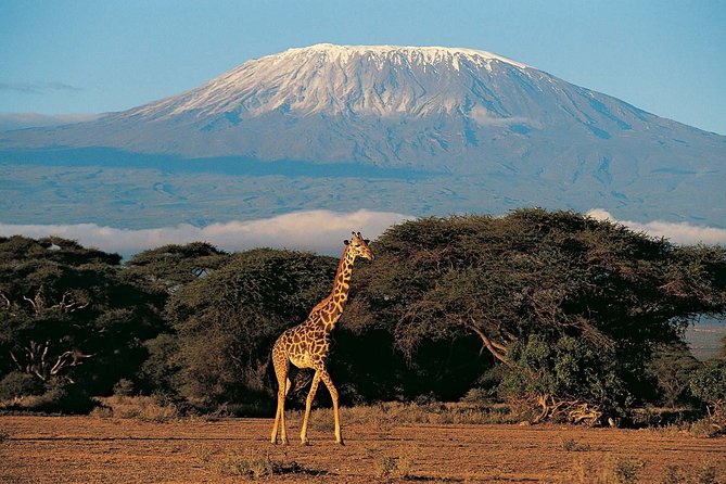 Climbing Mount Kilimanjaro Machame Route - 7 Days Tour - Good To Know