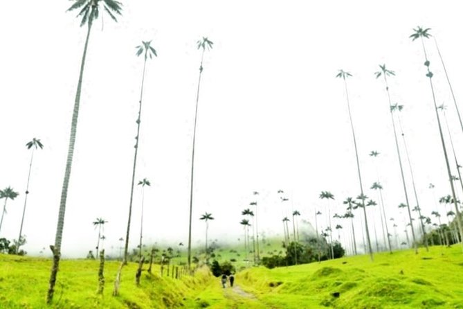 Cocora Valley Half Day Trip From Salento - Good To Know