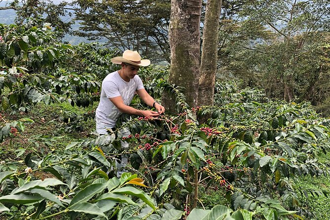 Coffee Farm and Salento Walking Tour With Lunch - Good To Know
