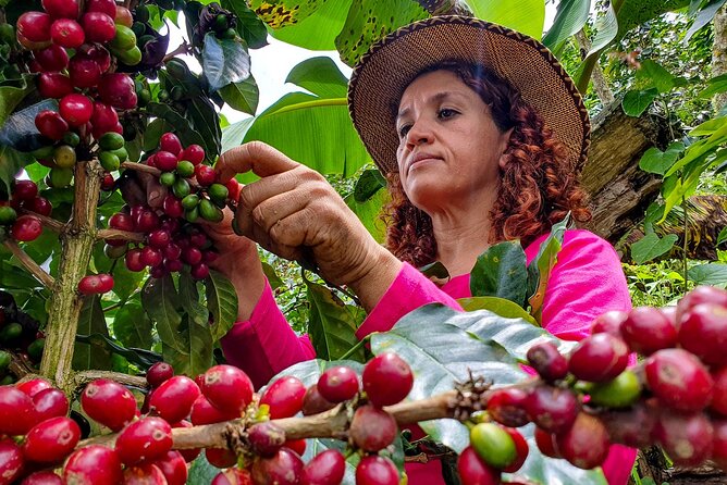 Coffee Plantation Private Tour in Medellín - Good To Know