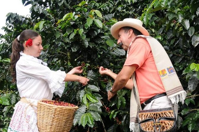 Coffee Plantation Visit & Experience Tour