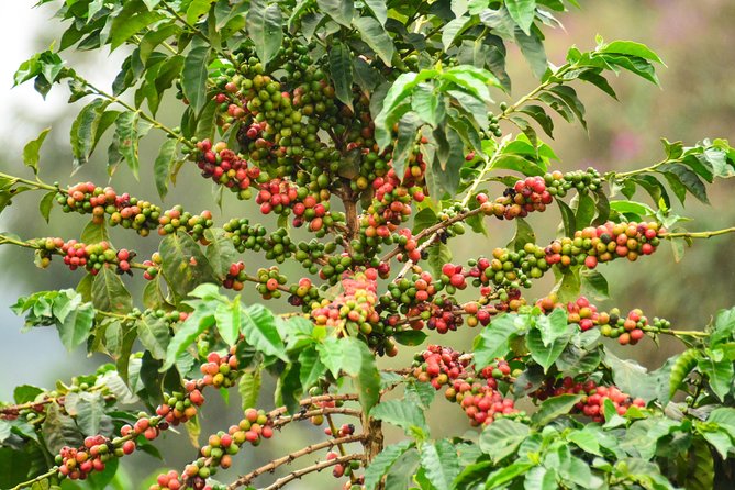 Coffee Tour in Kenya`S Oldest Coffee Farm - Good To Know
