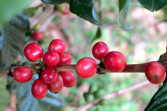 Coffee Tour + Poás Volcano Experience From San José - Good To Know