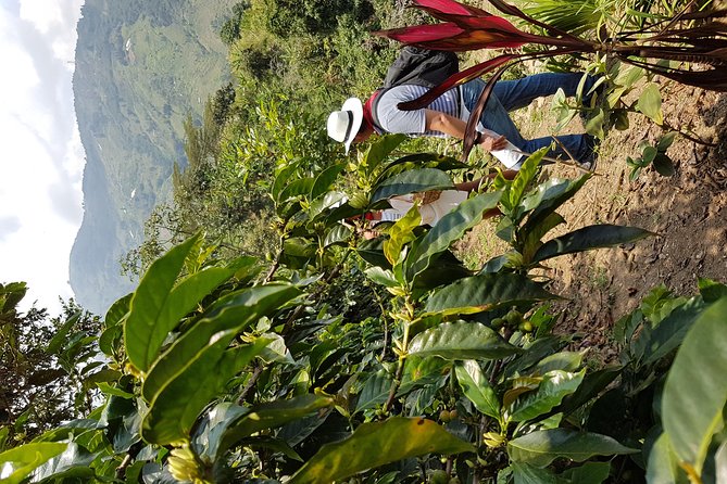 Coffee Tour Private - Good To Know