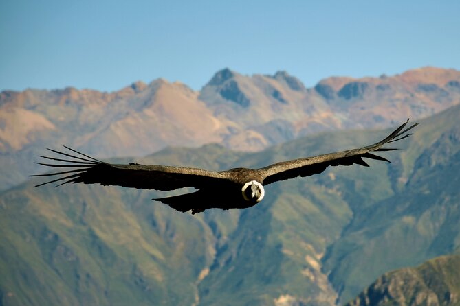 Colca Canyon Full Day Tour From Arequipa - Good To Know