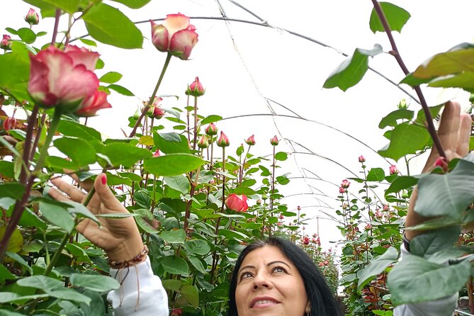 Cotopaxi Volcano & Rose Farm Tour VIP - Good To Know