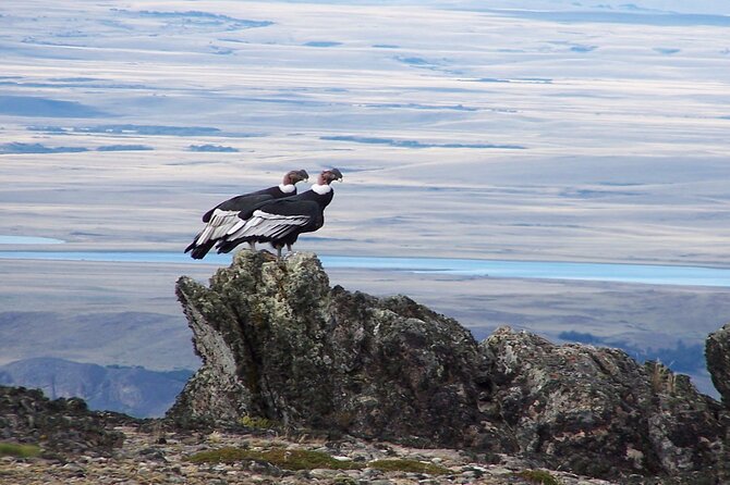 Coyhaique Condor Watching - Good To Know