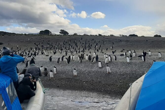 Crab Tour in 4x4 With Penguin Watching - Good To Know