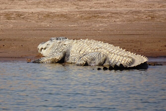 Crocodiles & Birding Trails in Chambal River From Agra - Good To Know