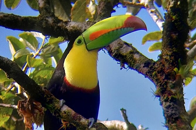Curicancha Birdwatching Tour - Good To Know