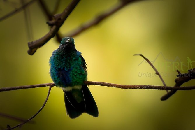 Cusco Birdwatching at Balcón Del Diablo (Halfday) - Good To Know