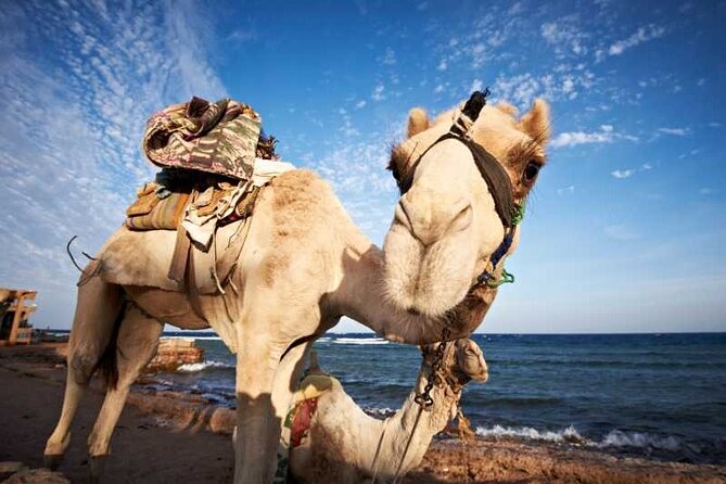 Dahab Canyon With Camel and BBQ Dinner From Sharm El Shaikh - Good To Know