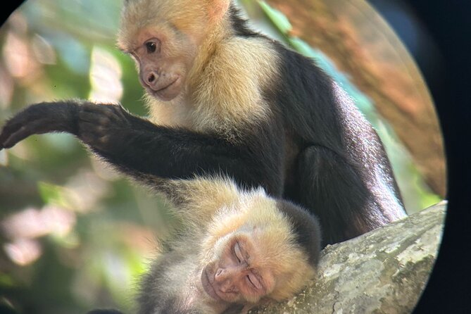 Damas Island Mangrove Tour With Monkeys - Good To Know