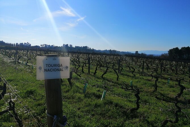 Dao Wine Route Experience, Full-Day From Coimbra - Good To Know
