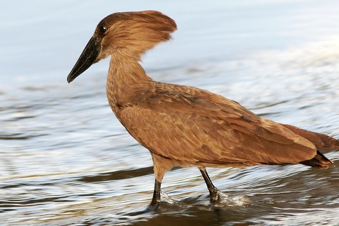 Dawn Bird Watching on Lake Kivu - Good To Know