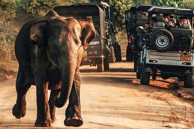 Day Excursions to Udawalawe From Galle (Transfer Only) - Good To Know