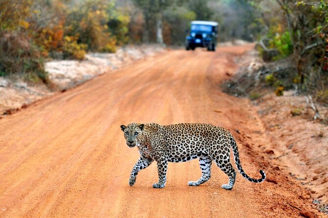 Day Excursions To Yala National Park Jeep Safari Form Galle - Good To Know