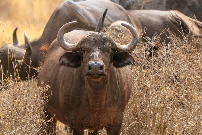 Day Safari To Nakuru National Park From Nairobi - Good To Know