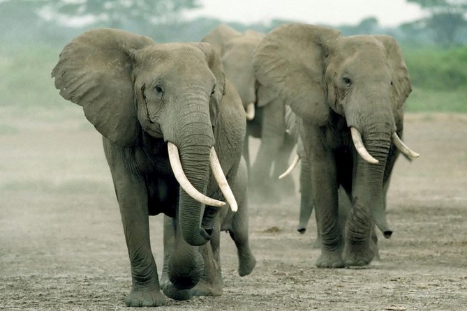 Day Tour to Amboseli National Park From Nairobi - Overview of the Day Tour