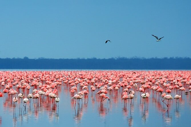 Day Tour to Lake Nakuru With Optional Boat Ride in Lake Naivasha - Good To Know