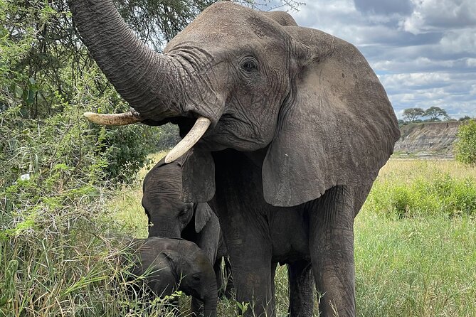 Day Tour to Tarangire National Park From Arusha - Good To Know