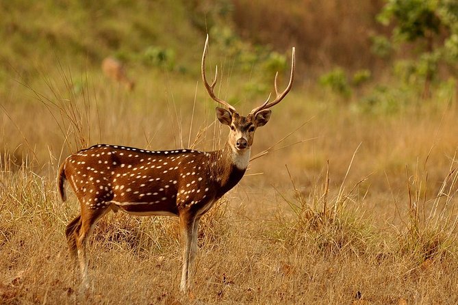 Day Tour to Wilpattu National Park From Bentota - Good To Know