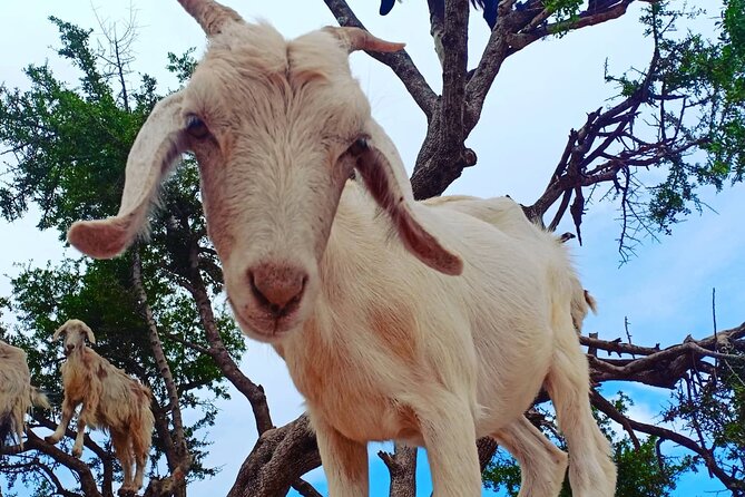 Day Trip From Marrakech to Essaouira - Good To Know
